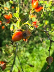 Rosa rubiginosa