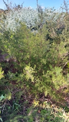 Asparagus lignosus
