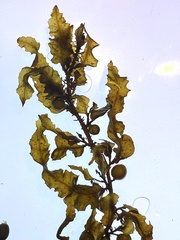Sargassum