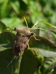 Edessa leucogramma