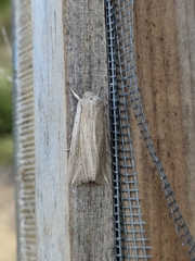 Mythimna riparia