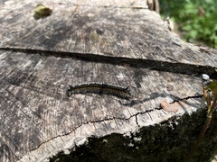 Malacosoma constricta