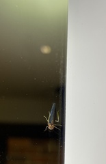 Cicadellinae