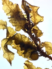 Sargassum