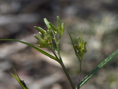 Senecio phelleus