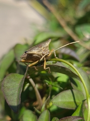 Edessa leucogramma