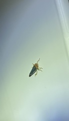 Cicadellinae