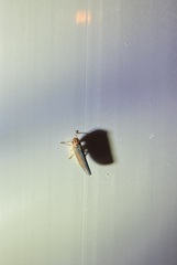 Cicadellinae