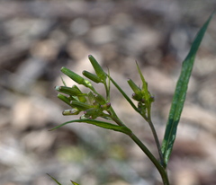 Senecio phelleus