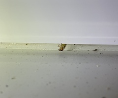 Cicadellinae