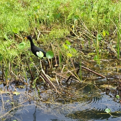Jacana jacana hypomelaena