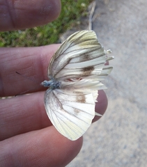 Pieris melete