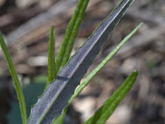 Senecio phelleus