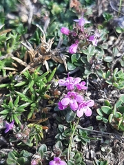 Thymus praecox
