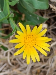 Calendula
