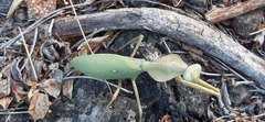 Rhombodera kirbyi