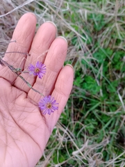 Vittadinia