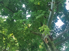 Ceiba speciosa