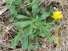 Calendula