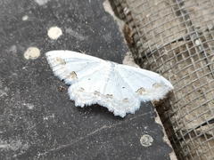 Scopula ornata