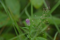 Polygala sanguinea
