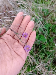 Vittadinia