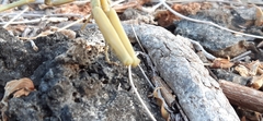 Rhombodera kirbyi