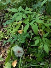 Clematis alpina sibirica