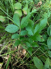 Potentilla fragarioides