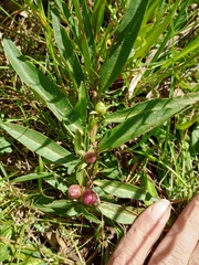 Eremophila debilis