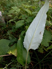 Saussurea controversa