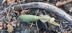 Rhombodera kirbyi