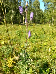 Aconitum volubile