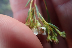 Diosma