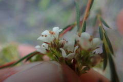Diosma