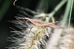 Atractomorpha sinensis