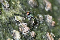 Ulidiidae