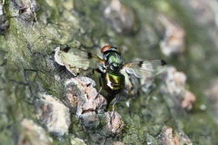 Ulidiidae