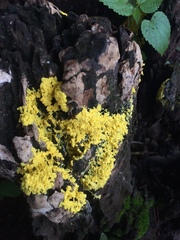 Fuligo septica