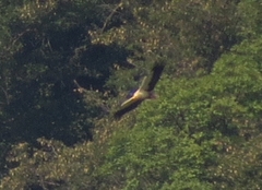 Neophron percnopterus