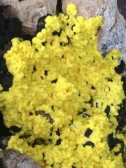 Fuligo septica