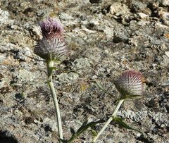 Cirsium eriophorum