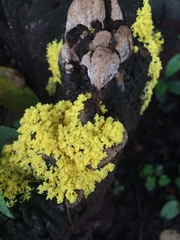 Fuligo septica