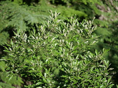 Salix scouleriana