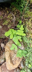 Osmunda regalis