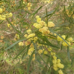 Acacia