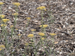 Ozothamnus obcordatus