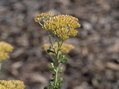 Ozothamnus obcordatus