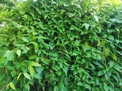 Thunbergia laurifolia