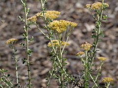 Ozothamnus obcordatus